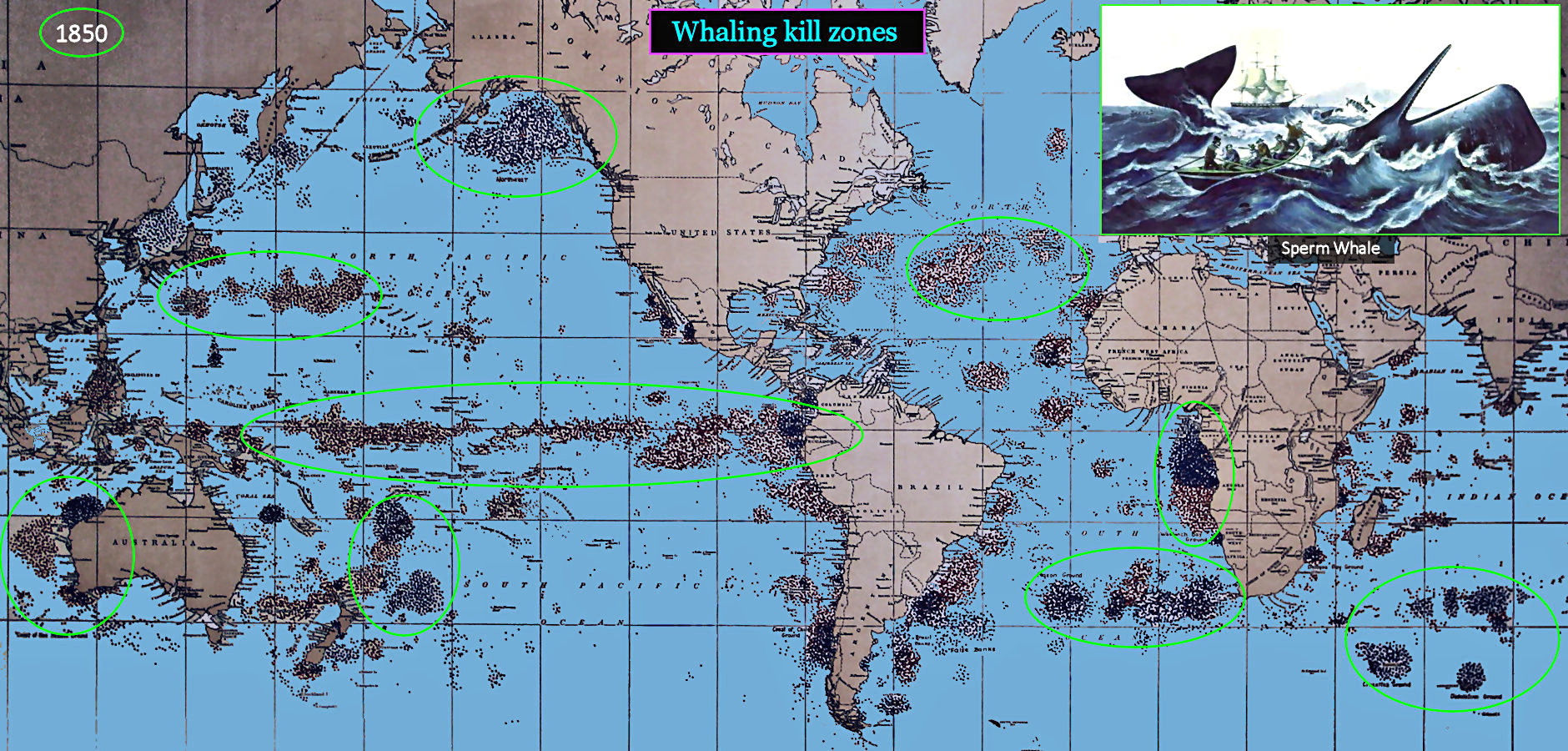 Whaling kill map, 1800s